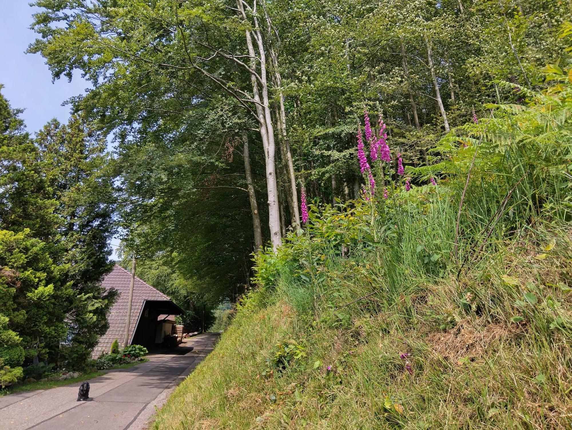 Haus "Guck - Ins - Tal" Daire Sasbachwalden Dış mekan fotoğraf